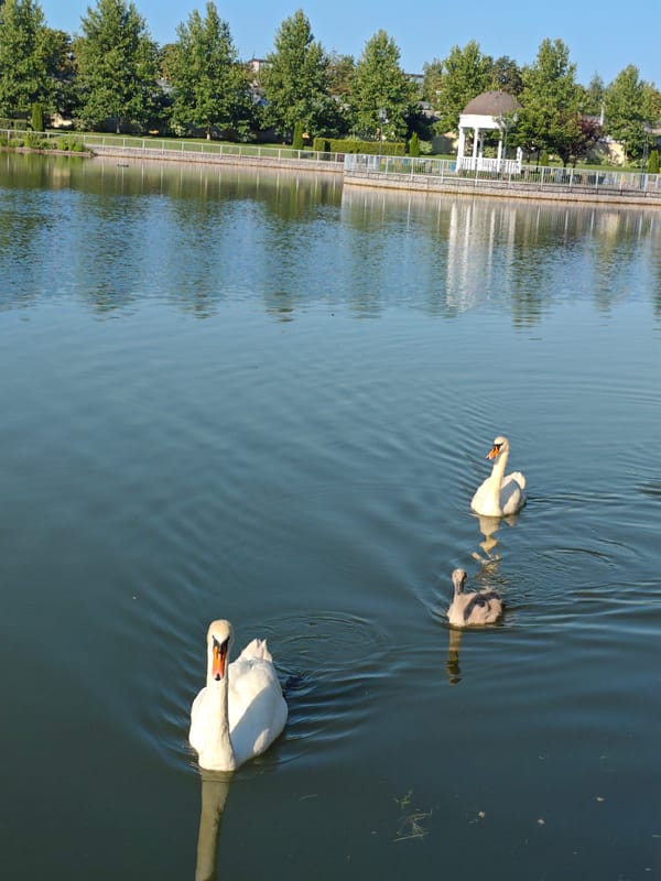 Swans and cygnet on a quiet Kremenchuk pond