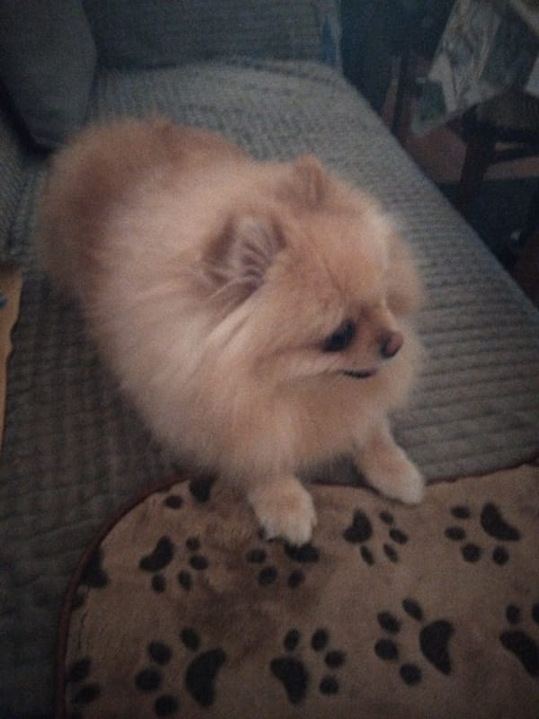 Elderly woman and Pomeranian dog at home in Apriltsi