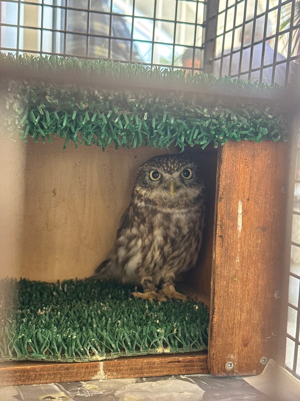 Little Owl spotted peering from wooden enclosure