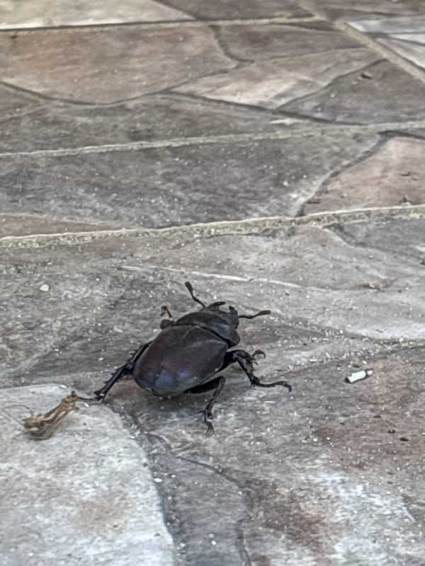Stag beetle on tiled surface, close-up from two angles