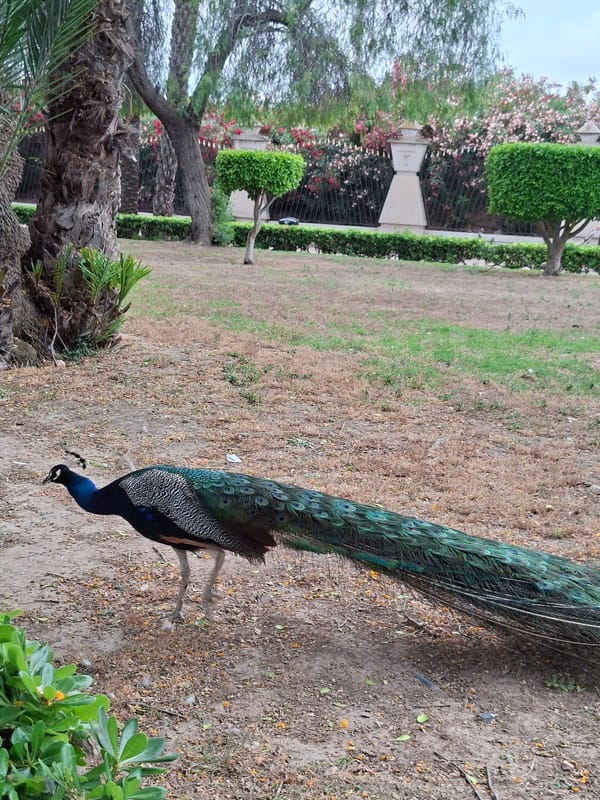 Peacocks and wildlife roaming a public park in Torrevieja