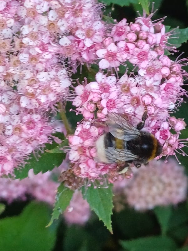 Close-up garden florals and a bumblebee in Riga