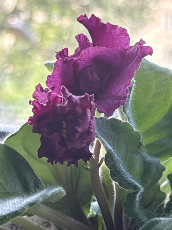 African violets and Egyptian-themed metal souvenirs, up close