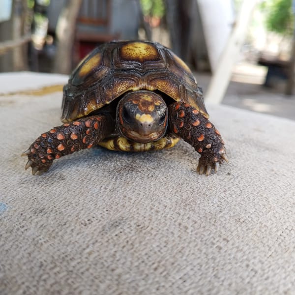 Orange-spotted tortoise observed outdoors then handled indoors within minutes