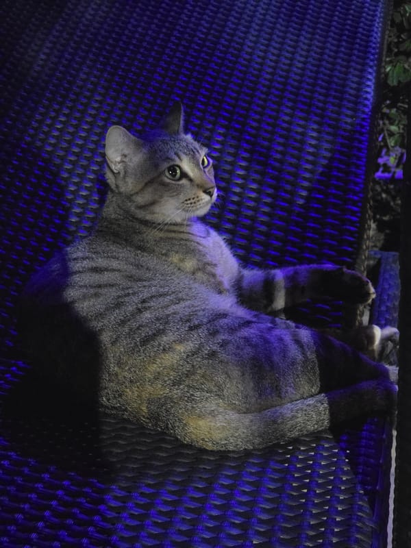 Tabby cat spotted resting in stretched position in Pattaya