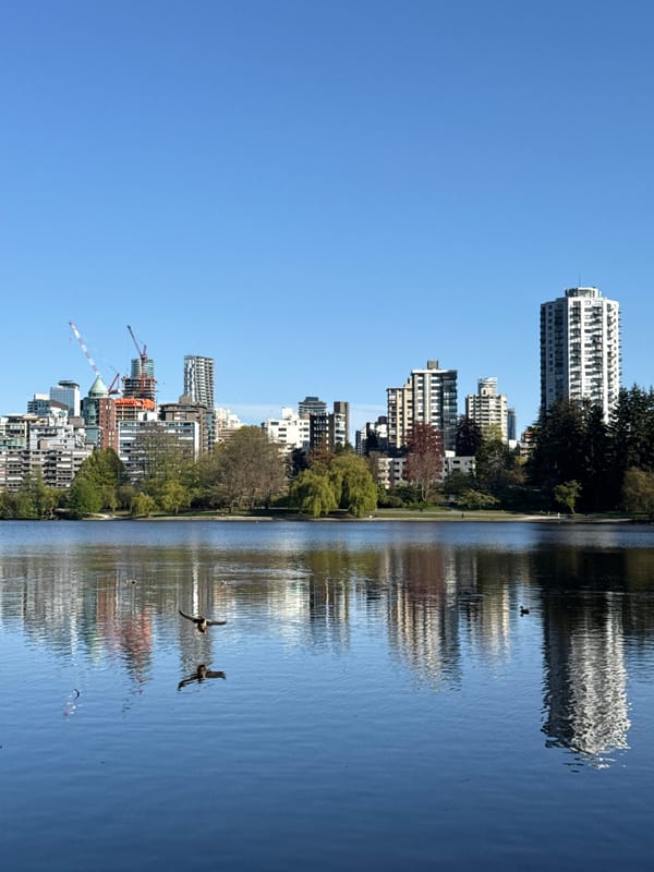 Mother duck, ducklings spotted swimming near Vancouver skyline