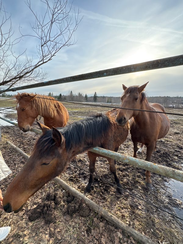 Horses fed by hand in muddy enclosures, Opary Russia