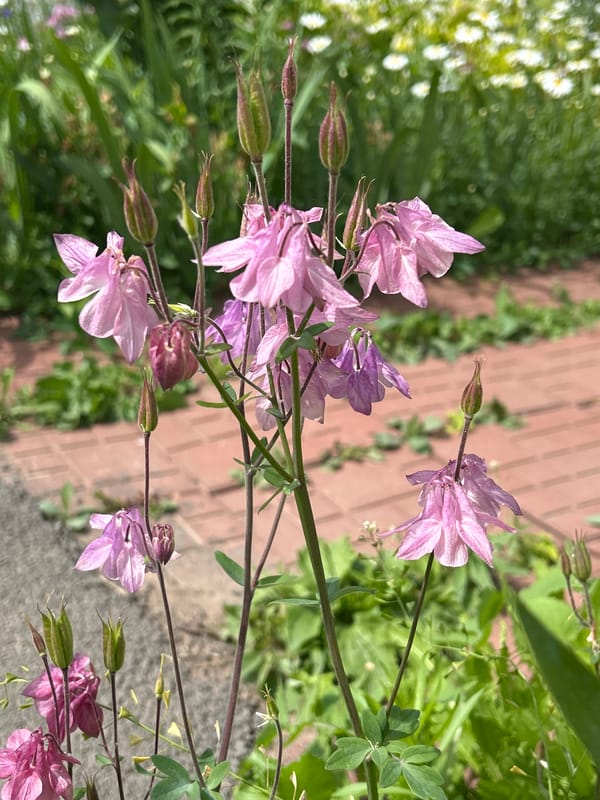 Morning scenes of child's play and garden blooms in rural Russia