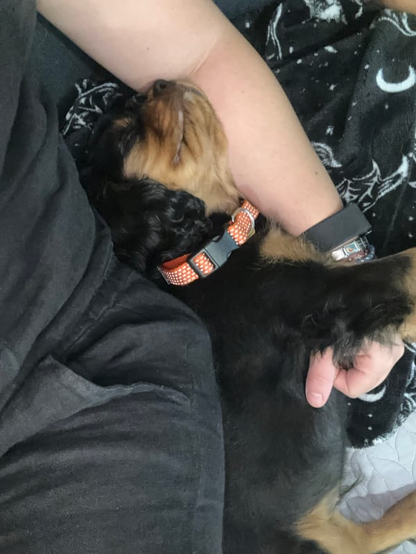 Puppy sleeps on owner's chest in Puebla