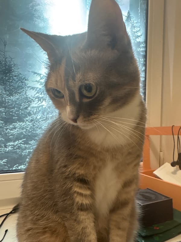 Tabby cat photographed by snowy window in Murino, Russia