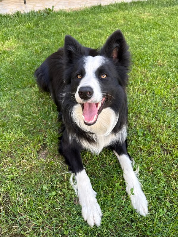 Border Collie photographed relaxing on grass in Berkovitsa, Bulgaria