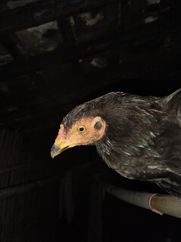 Rooster and hen perch on wooden beams under roof