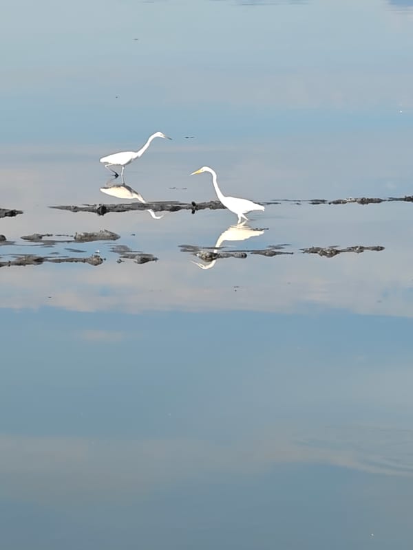 White egrets gather at dawn in Lhokseumawe waters