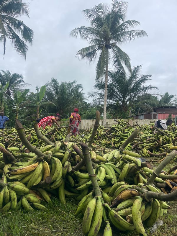 Large pile of green plantains observed in tropical outdoor setting