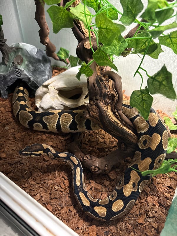 Ball python observed in decorated terrarium in Chasovnya