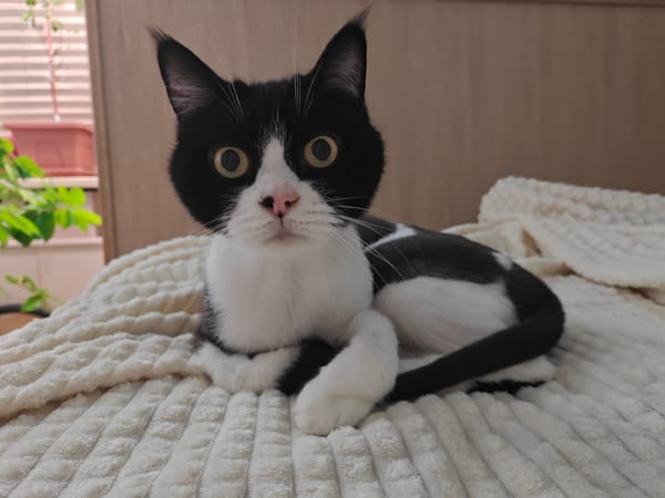 Black and white cat loafing on a blanket, multiple angles