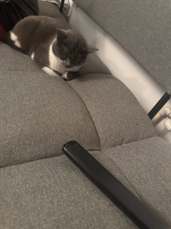 Lazy evening in with a gray cat and soccer on the laptop