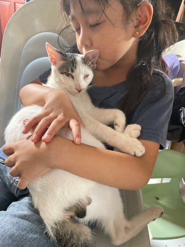 Cats, household life, and street scenes in Davao City