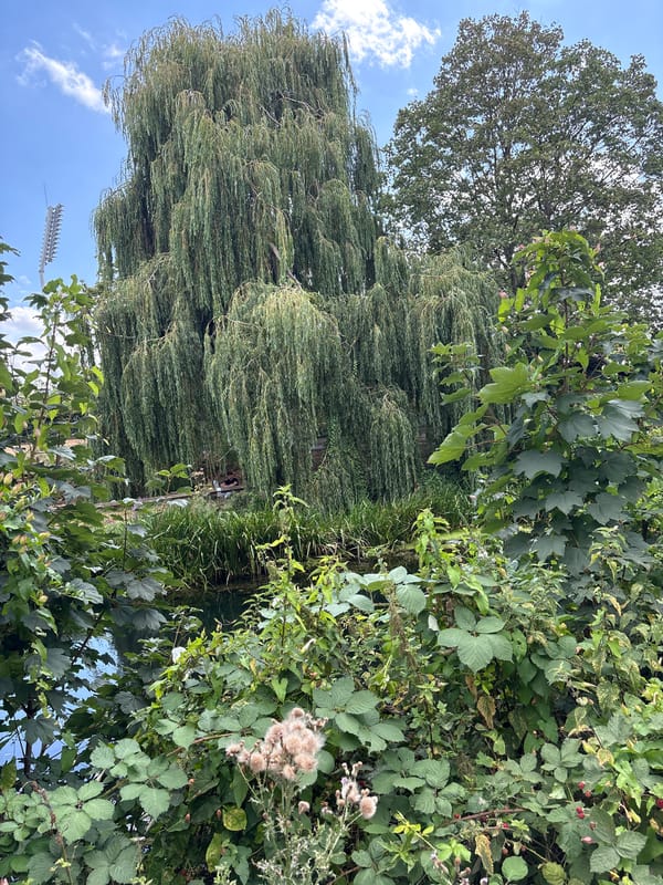 Chelmsford canal walk blends urban streets with riverside nature
