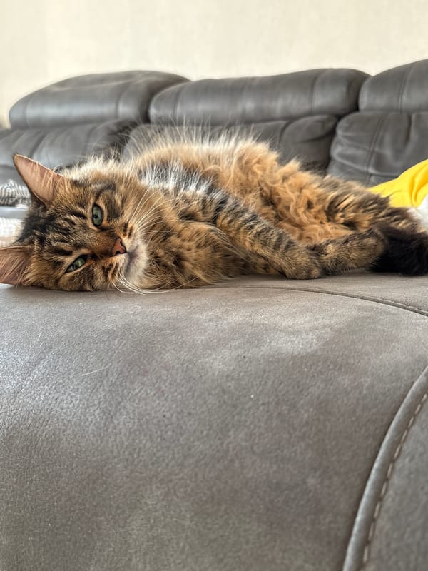 Bandaged tabby cat rests at home alongside fresh alstroemeria flowers