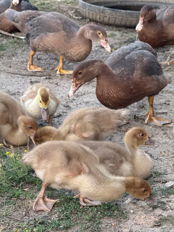 Ducks and ducklings gathered in a rural Ukrainian farmyard