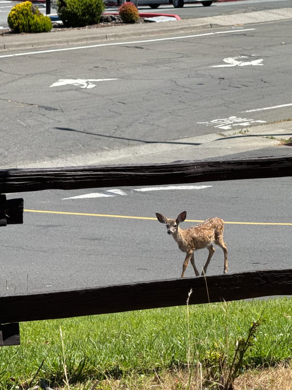 Fawn perched on a wooden fence in Novato, California