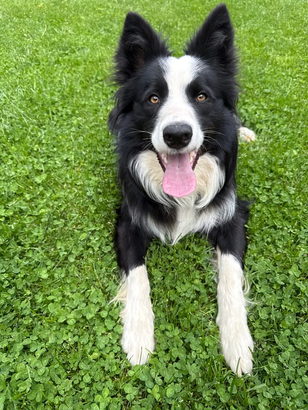 Border Collie and Cat Enjoy Morning Playtime in Bulgarian Yard