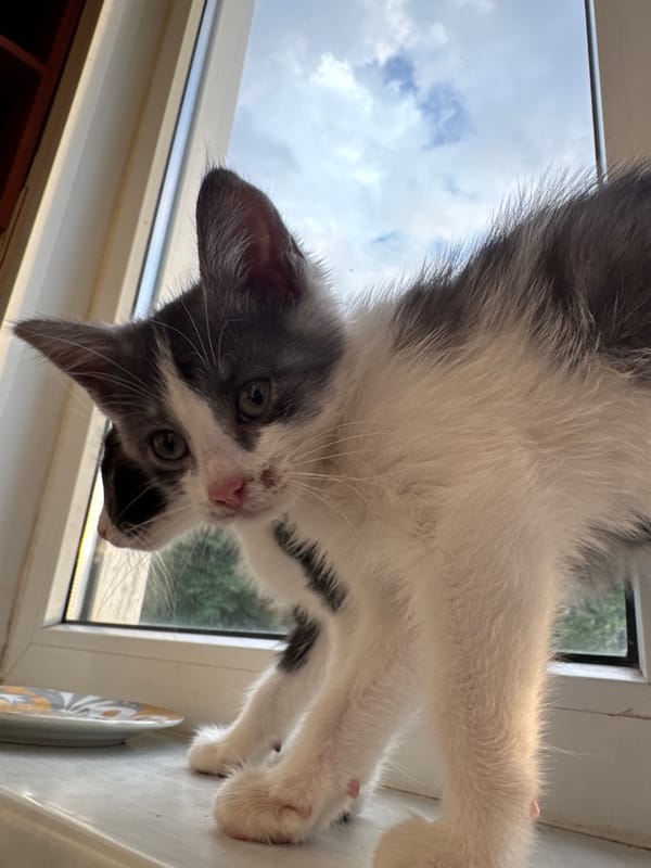 Kittens on a windowsill, watching the sky and napping