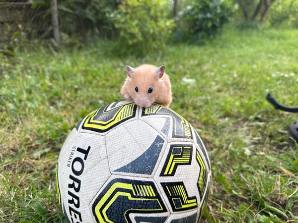 Hamster hangs out in a Belarusian backyard