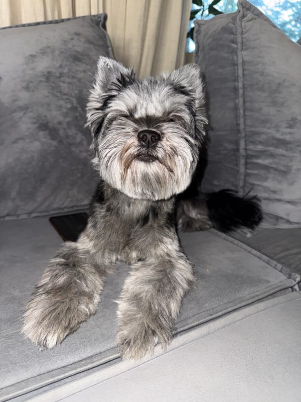 Bearded terrier-mix napping on a tufted gray sofa