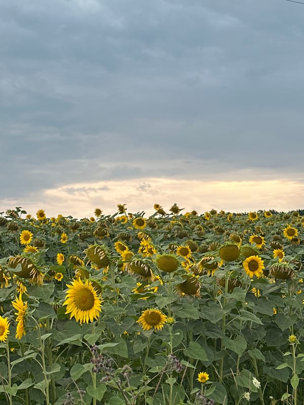 Roadside stop at a sprawling sunflower field in rural Ukraine