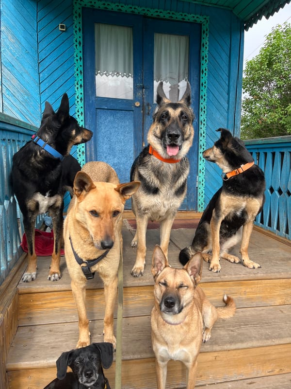 Dogs gather on porches in Nizhny Tagil, Russia