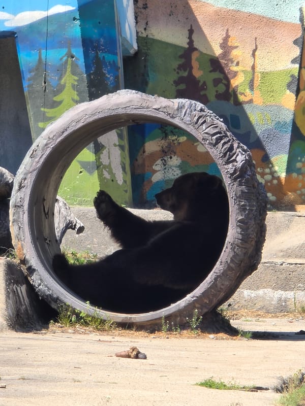 Brown bear spotted resting in Sofia park enclosure