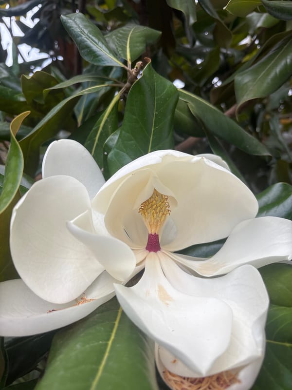 Evening garden flowers bloom in Cuernavaca, Mexico
