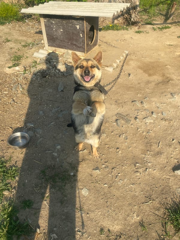 Spring morning scenes captured in Artyom: dog, flowers, construction