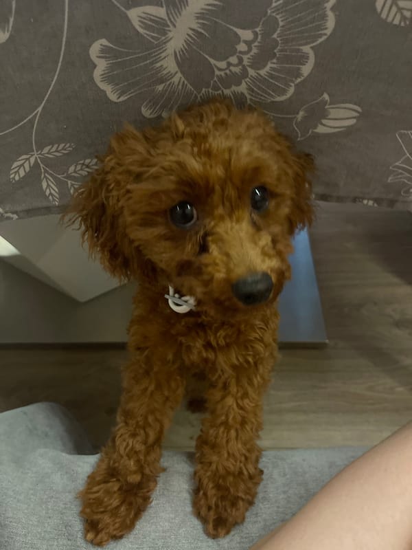 Brown poodle enjoys treats and lap time in Sofia