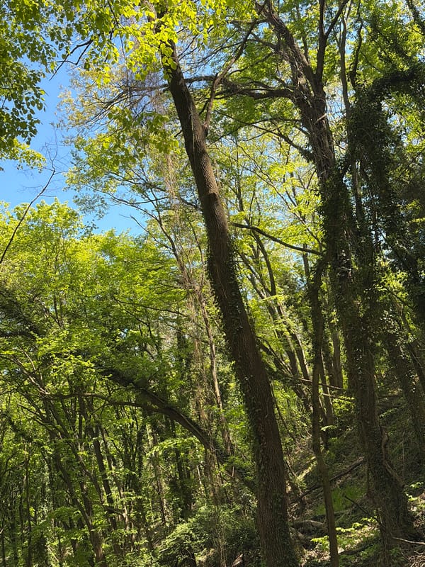 Upward tree canopy view captured in Varna, Bulgaria