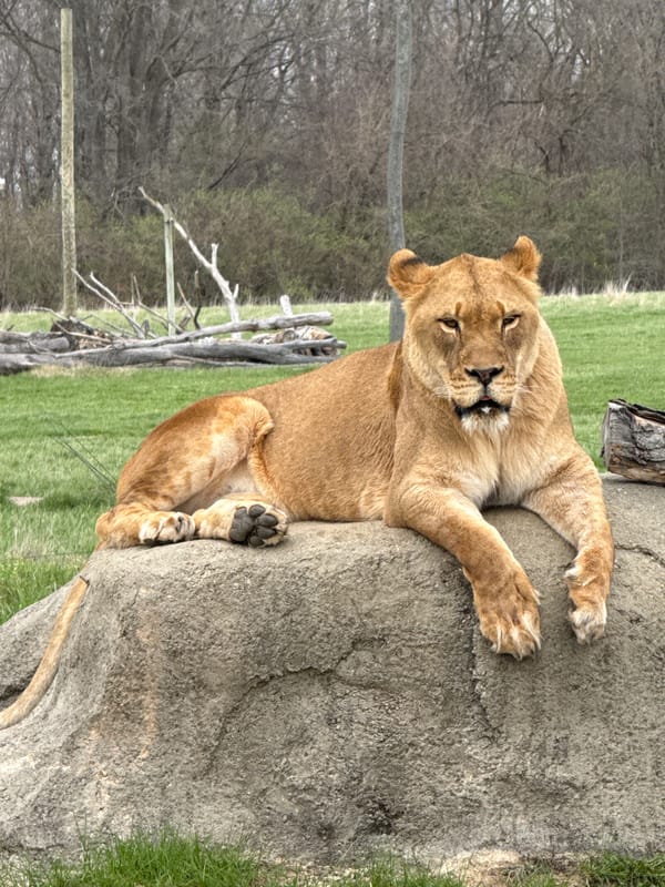 Visitors Document Big Cats at Columbus Zoo