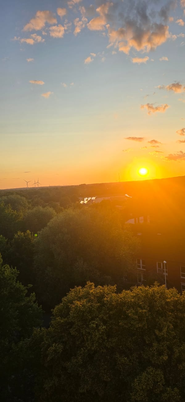 Kiel sunset views and a houseplant on a summer evening