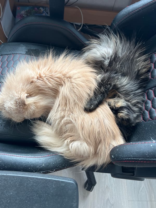 Two cats sleep together on gaming chair in Bulgaria