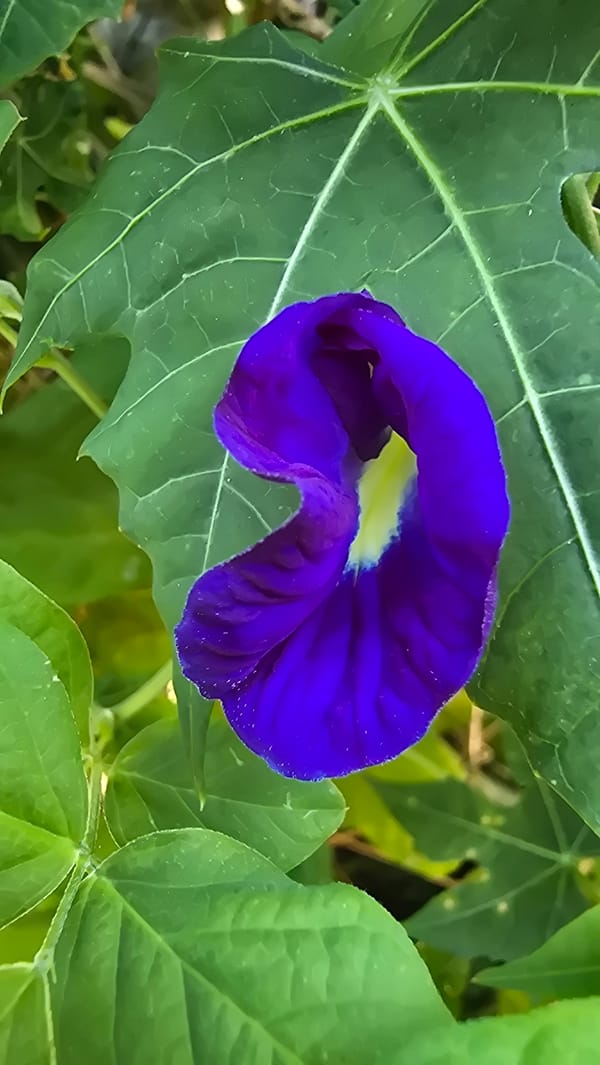 Garden walk captures flowers, cat, dog in Banjarangkan