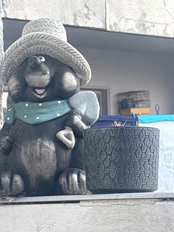 Quirky home objects, balcony plants, and a resting cat