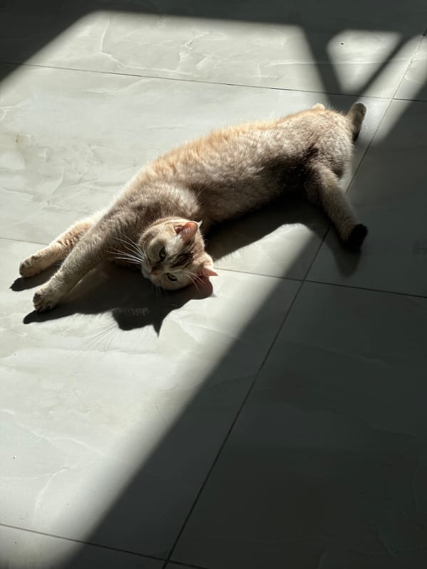 Cat observed resting and being petted on tiled floor
