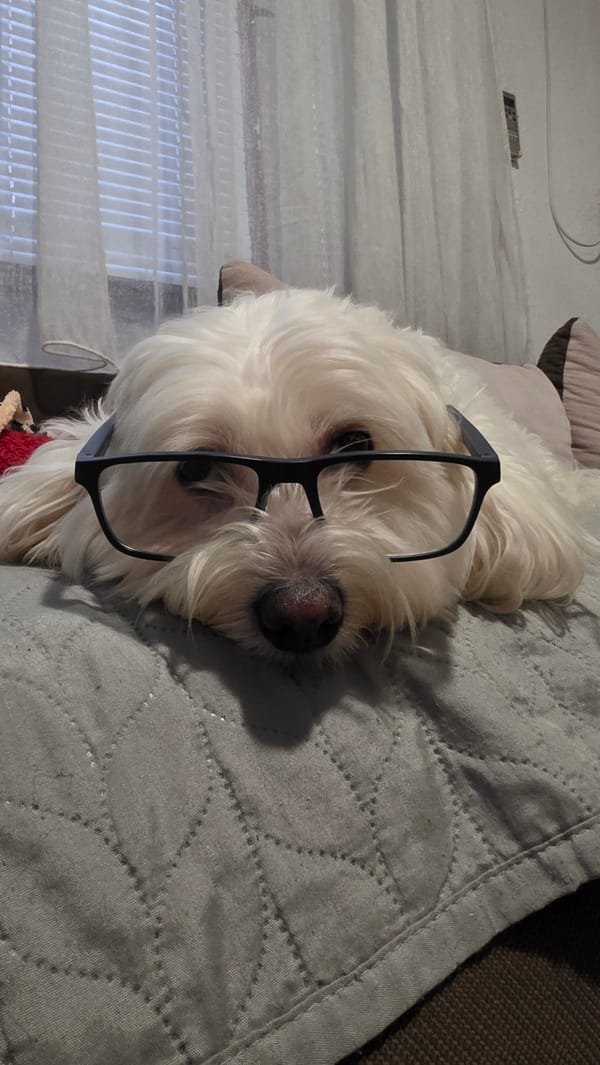 Dog owner documents pet's costume session during Bulgarian rainstorm