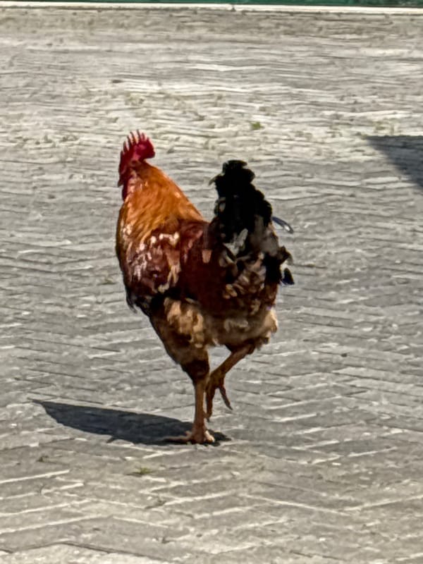 Rural morning life documented in Gudauta, Abkhazia residence