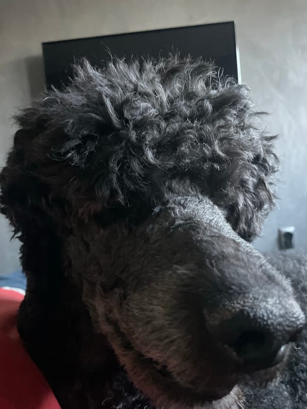 Black poodle photographed in close-up in Sofia