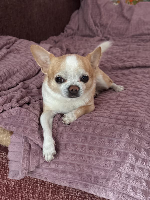 Chihuahua rests on purple blanket in Rostov-on-Don
