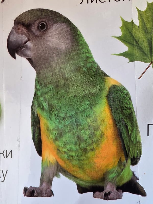 Children's animal books and stickers, plus a few outdoor scenes