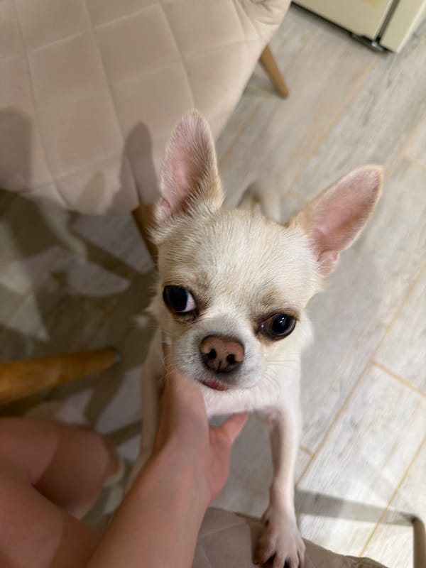 Chihuahua dog documented at home in Semiluki, Russia