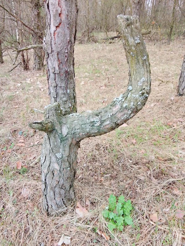 Spring awakening documented in rural Russian village over 41 minutes